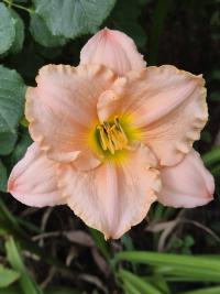 Denivka 'Catalina' (Hemerocallis)