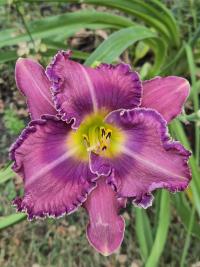 Denivka 'Purple Peace' (Hemerocallis)