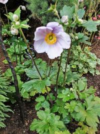 Sasanka japonská (Anemone hupehensis)
