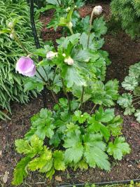 Sasanka japonská (Anemone hupehensis)