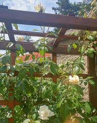 Růže 'Alaska' - Pnoucí růže (Rosa)