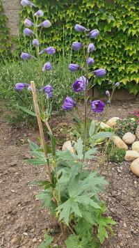 Stračka 'Delfix Blue' (Delphinium grandiflorum)