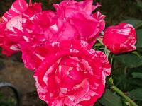 Růže 'Henri Matisse' - Velkokvěté růže (Rosa)