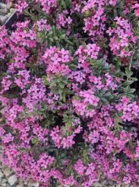 Lýkovec vonný (Daphne cneorum)