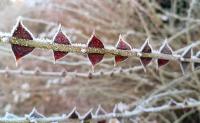 Růže hedvábitá křídlatá (Rosa sericea var pteracantha)