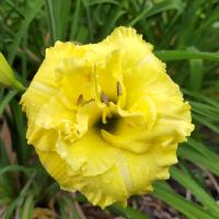 Denivka 'Ruffled Double Frills' (Hemerocallis)