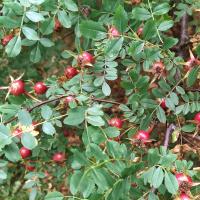 Růže Hugova - šípky (Rosa hugonis)