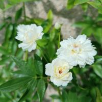 Růže Banksové 'White Lady Banks' (Rosa banksiae)