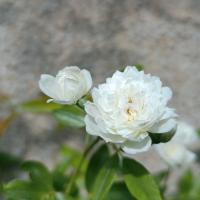 Růže Banksové 'White Lady Banks' (Rosa banksiae)