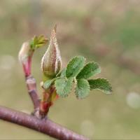 Růže zlatožlutá 'Canary Bird' (Rosa xanthina)