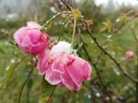 Růže čínská 'Old Blush' (Rosa chinensis)