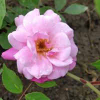 Růže čínská 'Old Blush' (Rosa chinensis)