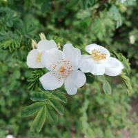 Růže hedvábitá křídlatá (Rosa sericea var pteracantha)