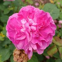 Růže 'England's Rose' - Anglické růže (Rosa)