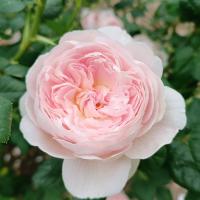 Růže 'Queen of Sweden' - Anglické růže (Rosa)
