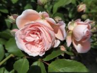 Růže 'Libuše Šafránková' - Sadové růže (Rosa)