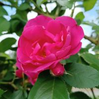 Růže 'Rudolfína' - Pnoucí růže (Rosa)