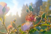 Růže 'Astronomia' - Pokryvné růže (Rosa)