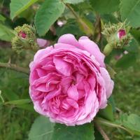 Růže stolistá 'Cristata' - Historické růže (Rosa x centifolia)