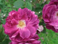 Růže 'William Lobb' - Pnoucí růže (Rosa)