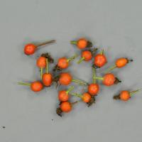 Růže - šípky (Rosa longicuspis)