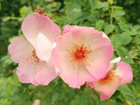 Růže 'Frühlingsmorgen' - Sadové růže (Rosa)