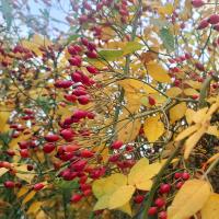 Růže 'Baletka' - Pokryvné růže (Rosa)