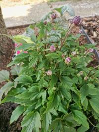 Sasanka japonská 'Fantasy Ariel' (Anemone hupehensis)