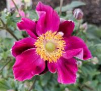 Sasanka japonská 'Fantasy Ariel' (Anemone hupehensis)