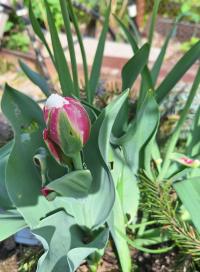 Tulipán 'Ice Cream' - Plné pozdní tulipány (Tulipa)
