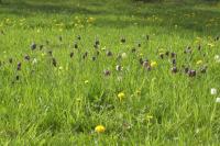 Řebčík kostkovaný (Fritillaria meleagris)