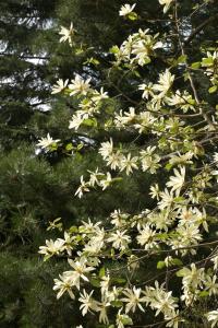 Šácholan 'Gold Star' (Magnolia)