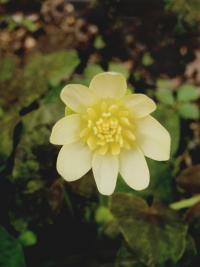 Orsej jarní 'Hyde Hall' (Ficaria verna)