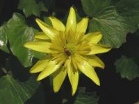 Orsej jarní 'Leo' (Ficaria verna)