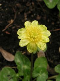 Orsej jarní 'Limelight' (Ficaria verna)