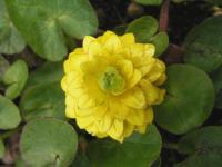 Orsej jarní 'Southerland Double' (Ficaria verna)