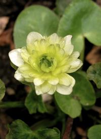 Orsej jarní 'Wisley Double White' (Ficaria verna)