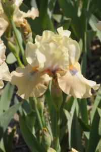 Kosatec 'Bottle of Bliss' - Prostřední bradaté kosatce (Iris)