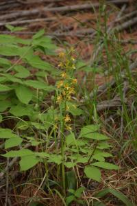 Oreorchis (Oreorchis patens)