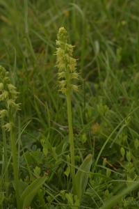 Toříček jednohlízný (Herminium monorchis)