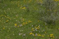 Toříček jednohlízný (Herminium monorchis)