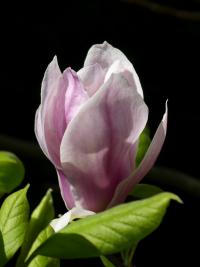 Šácholan Soulangeův 'Amabilis' (Magnolia x soulangeana)