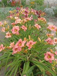 Denivka (Hemerocallis)