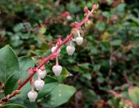 Libavka shalon (Gaultheria shallon)