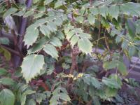 Mahónie Bealova (Mahonia bealei)