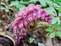 Podbílek šupinatý (Lathraea squamaria)