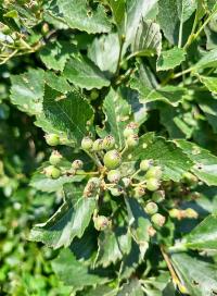 Jeřáb český (Sorbus bohemica)