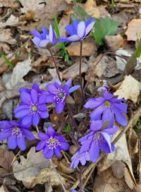 Jaterník podléška (Hepatica nobilis)