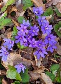 Jaterník podléška (Hepatica nobilis)