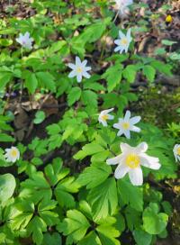 Sasanka hajní (Anemone nemorosa)